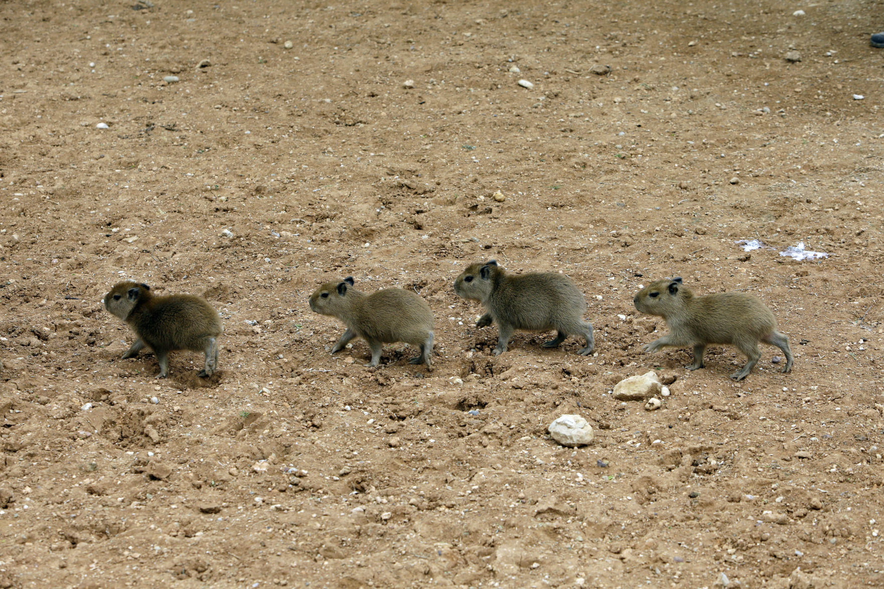 Greece Zoo